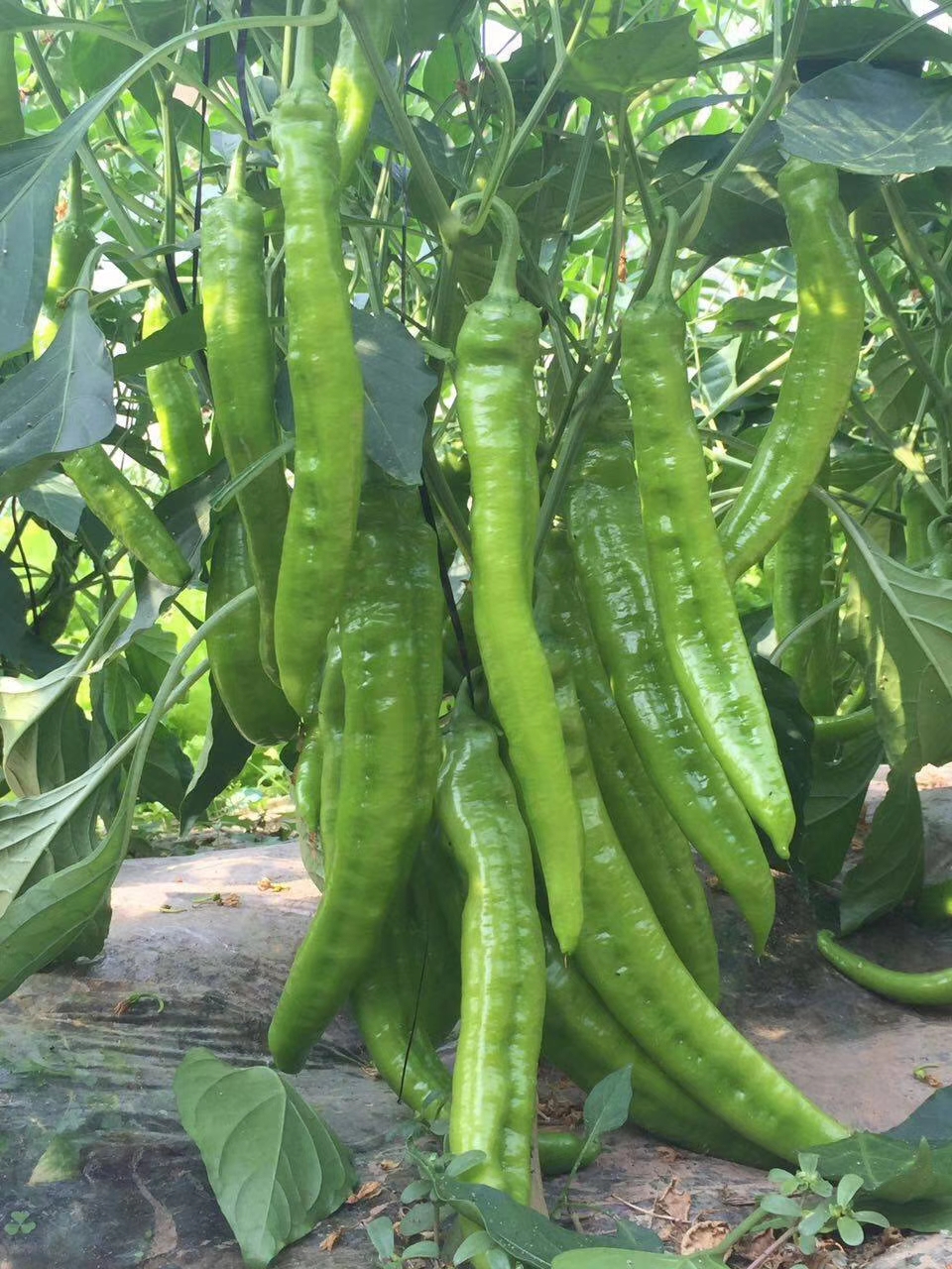 微信图片_20210525101731.jpg
